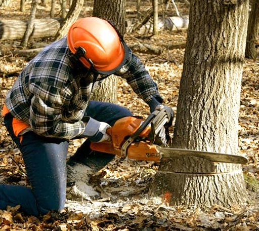 Tree Removal in Hubbell, MI